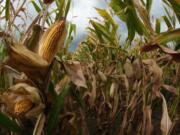 Storm clouds build as corn grows on Tuesday, Aug. 27, 2024, near Platte City, Mo.