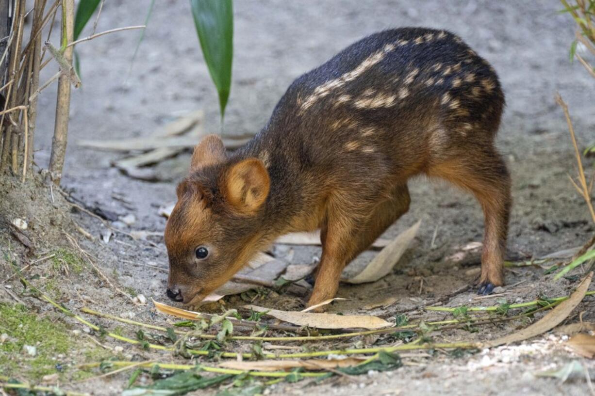 A southern pudu fawn was born at the Wildlife Conservation Society&rsquo;s Queens Zoo on June 21 in the Queens borough of New York.