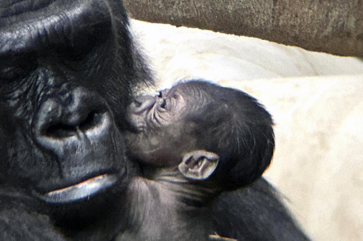 This photo made available by the Detroit Zoo, shows an unnamed baby gorilla is the first to be born at the Detroit Zoo, arriving Thursday, August 8, 2024 and joining a troop of four including mother Bandia and father Mshindi.