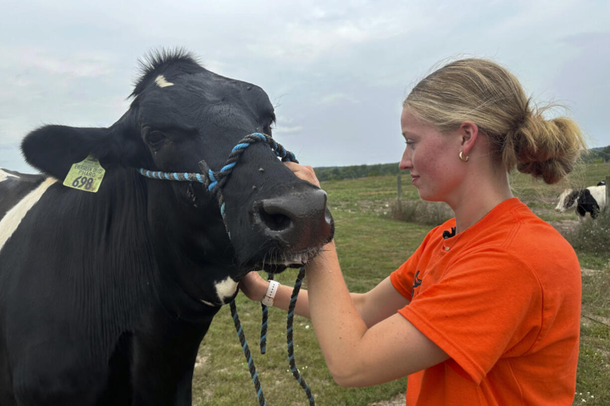 Osceola County 4-H member Alison Smith tends to a heifer named Evergreen on Aug. 1 on a farm in Hersey Township, Mich.