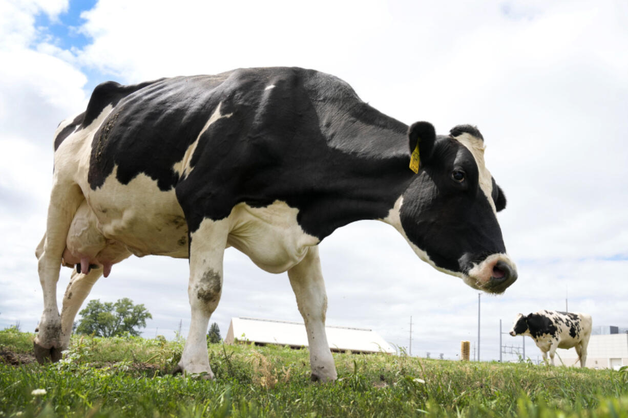 Dairy cows stand in a field outside of a milking barn at the U.S. Department of Agriculture&rsquo;s National Animal Disease Center research facility in Ames, Iowa, on Tuesday, Aug. 6, 2024.