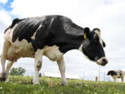 Dairy cows stand in a field outside of a milking barn at the U.S. Department of Agriculture&rsquo;s National Animal Disease Center research facility in Ames, Iowa, on Tuesday, Aug. 6, 2024.