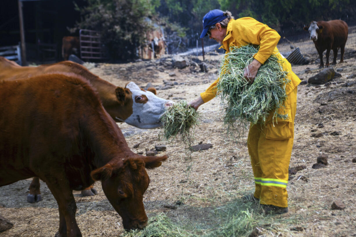 Norm Rosen, from Butte County Calif.,  hands some feed to cattle that had to stay behind as the Park Fire burned in Cohasset, Calif. Wednesday, July 31, 2024.