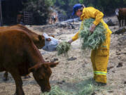 Norm Rosen, from Butte County Calif.,  hands some feed to cattle that had to stay behind as the Park Fire burned in Cohasset, Calif. Wednesday, July 31, 2024.