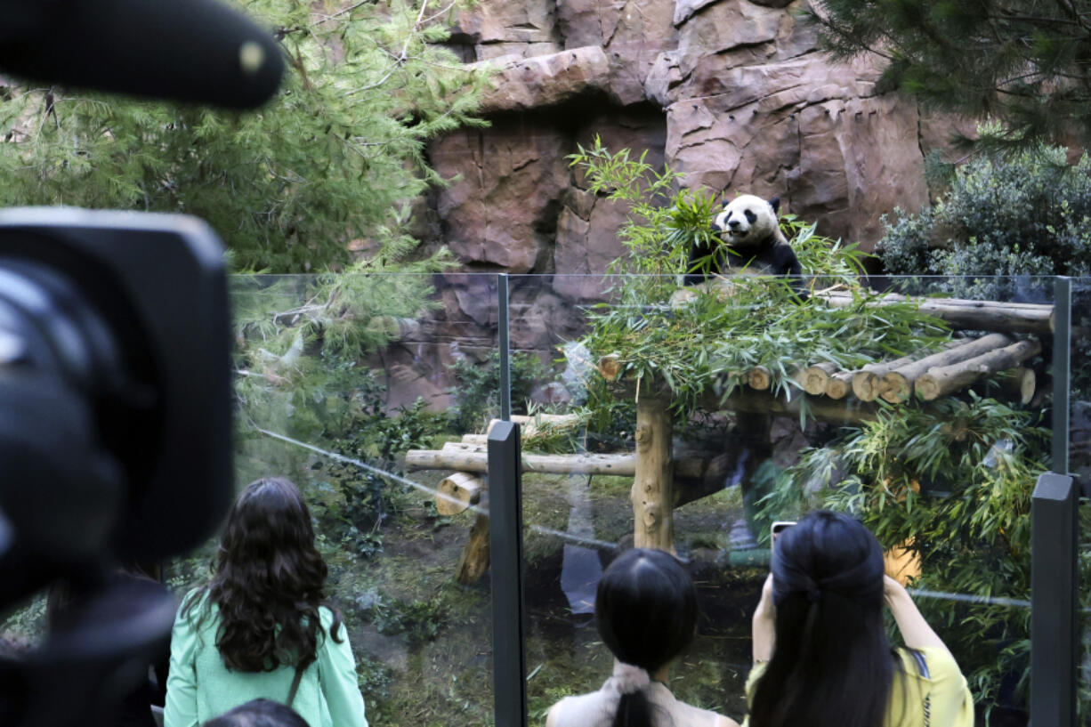 Yup Chuan the male Panda eats bamboo in front of the media at the San Diego Zoo prior to the opening of the new exhibit Panda Ridge, Thursday, Aug. 8, 2024, in San Diego.