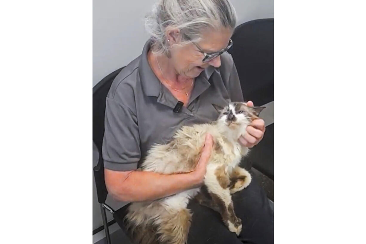 In this photo provided by the Charleston Animal Society, Jennifer Ravenel pets her cat, Sam, when the two were reunited after 11 years Monday, Aug. 12, 2024, at the Charleston Animal Society in Charleston, South Carolina.