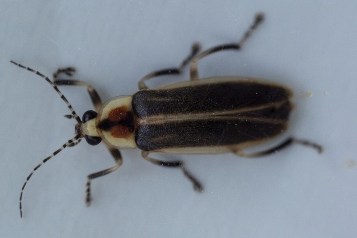 The topside of a female Photuris versicolor firefly is observed in a specimen bag at Cedar Bog Nature Preserve on Friday, July 5, 2024, in Urbana, Ohio. This firefly was released back into its habitat.