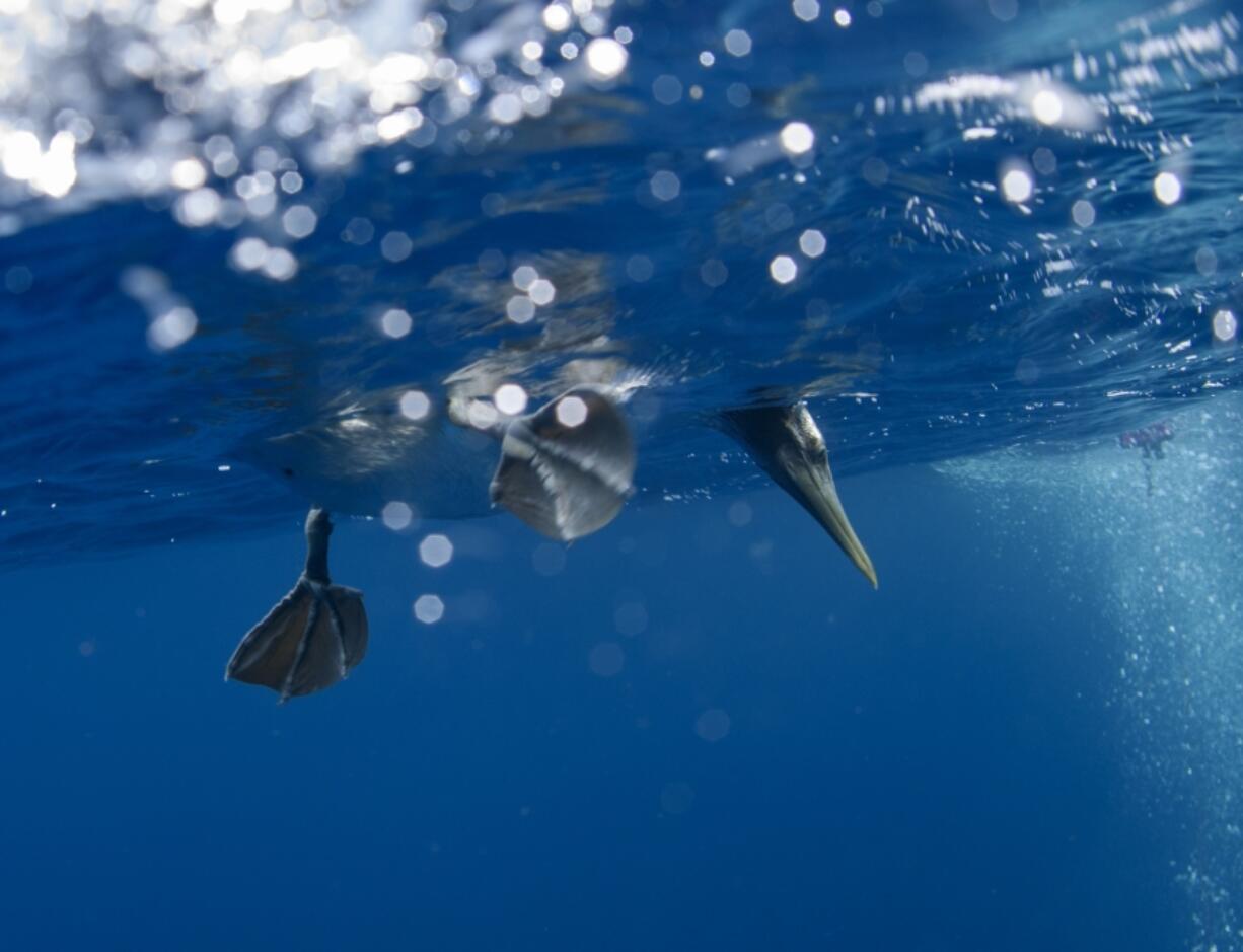 A sea bird dives down to look at fish off of Wolf Island, Ecuador in the Galapagos on Monday, June 10, 2024.