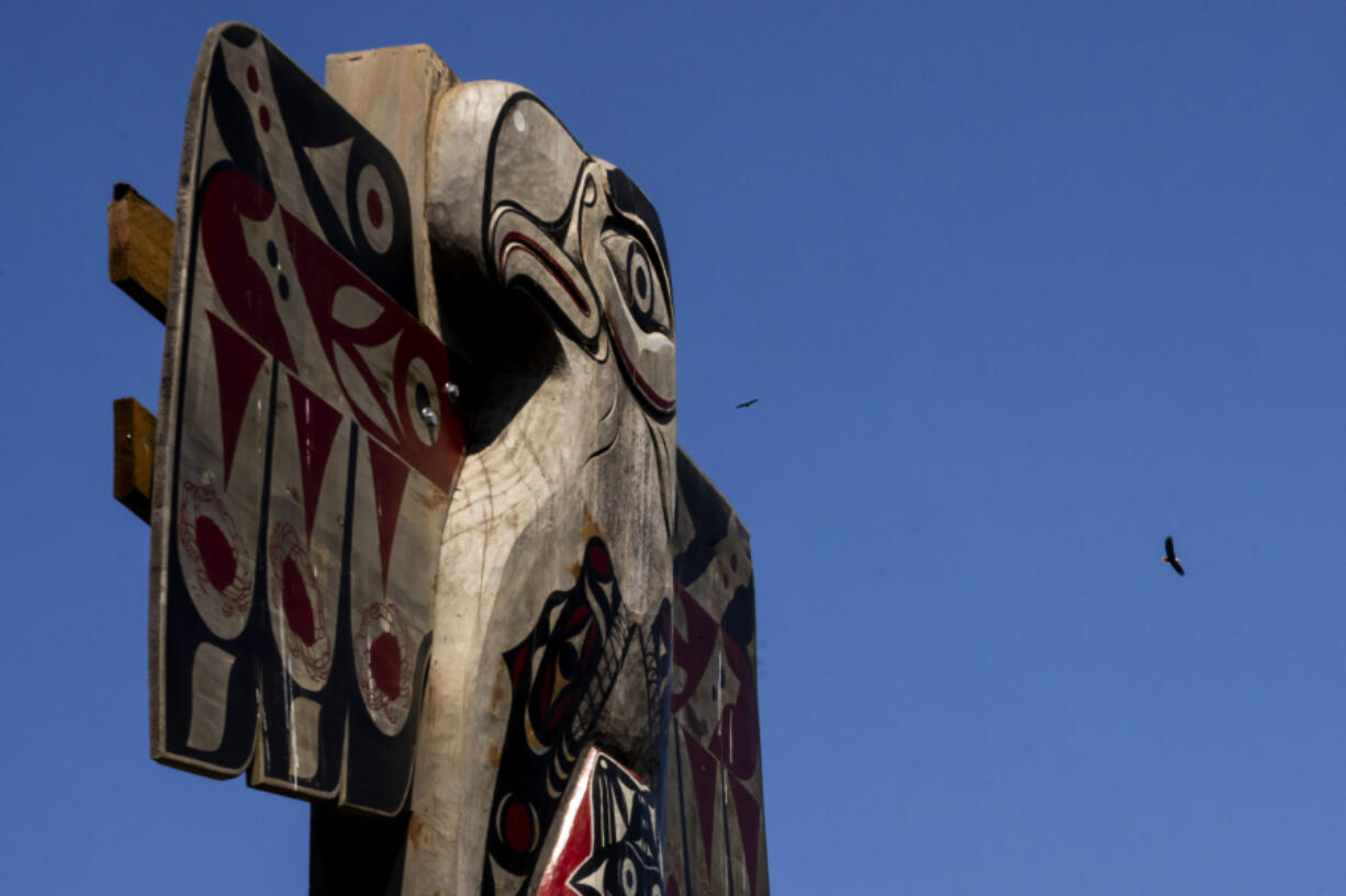 FILE - A pair of eagles soar above a totem pole near the Quinault River, May 22, 2024, on the tribe&rsquo;s reservation in Taholah, Wash.