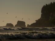 FILE - Pelicans fly near the shore as waves from the Pacific Ocean roll in on May 14, 2024, on the Quinault reservation in Taholah, Wash.