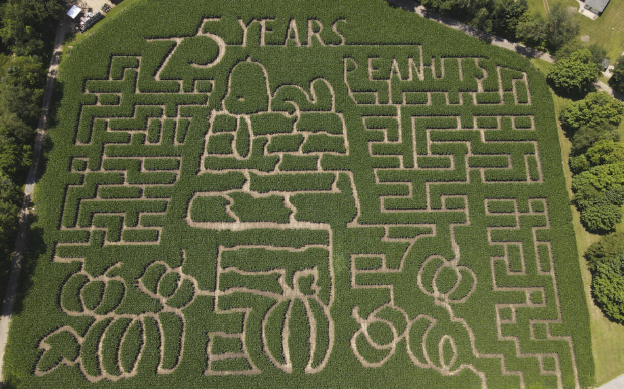 A corn maze celebrating the 75th anniversary of the &ldquo;Peanuts&rdquo; comic strip is seen July 17 at Gull Meadow Farms in Richland, Mich.