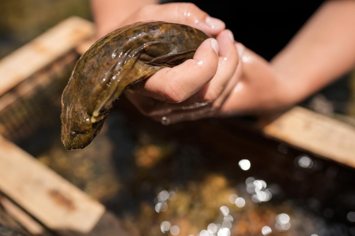 Hannah Woodburn holds an eastern hellbender salamander near its cage where it will stay for 48 to 60 hours after relocation on the Watauga River on June 26 near Boone, N.C.