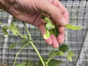 A snap pea pod plant is seen July 20, 2022, in Anchorage, Alaska. Taking snap peas before they develop peas in the pod will keep the plant flowering and producing.