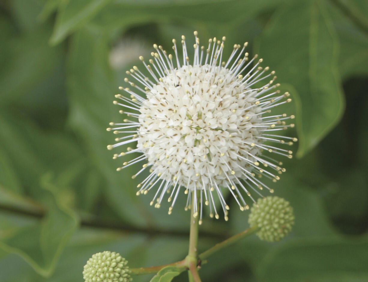 A flower blooming on a dwarf Cephalanthus occidentalis &ldquo;Sugar Shack&rdquo; buttonbush.