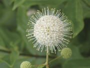 A flower blooming on a dwarf Cephalanthus occidentalis &ldquo;Sugar Shack&rdquo; buttonbush.