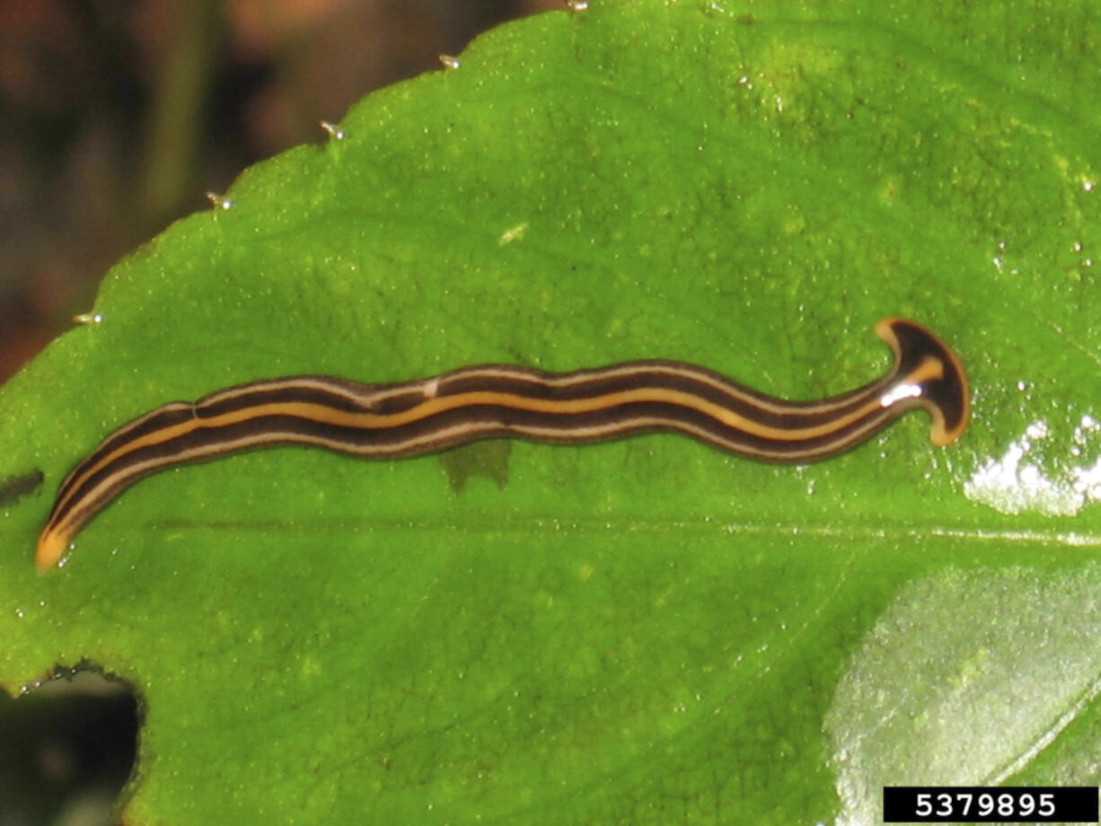 This undated image provided by Bugwood.org shows a hammerhead worm on a leaf in India. The narrow, snakelike flatworm has a head built like that of a hammerhead shark.