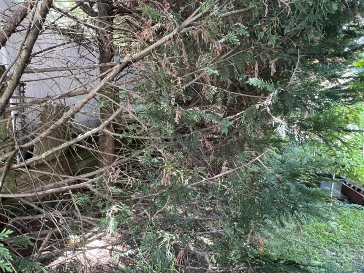 This Aug. 22, 2024, image shows a the bare inner portion of a Leyland cypress tree&rsquo;s branches on Long Island, New York.