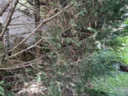 This Aug. 22, 2024, image shows a the bare inner portion of a Leyland cypress tree&rsquo;s branches on Long Island, New York.