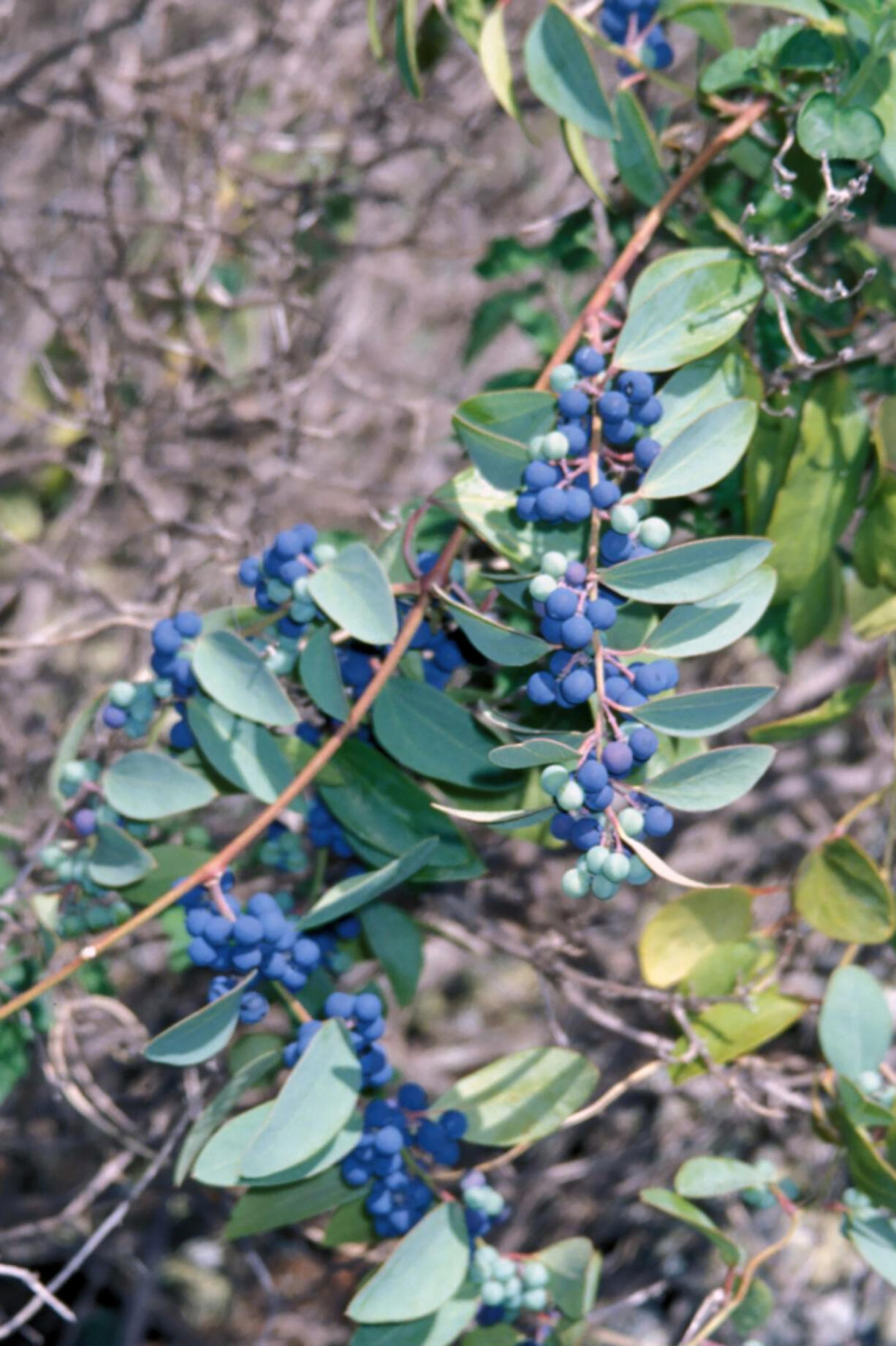 Moonseed fruit are toxic and care should be taken not to mistake them for blueberries.