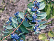 Moonseed fruit are toxic and care should be taken not to mistake them for blueberries.