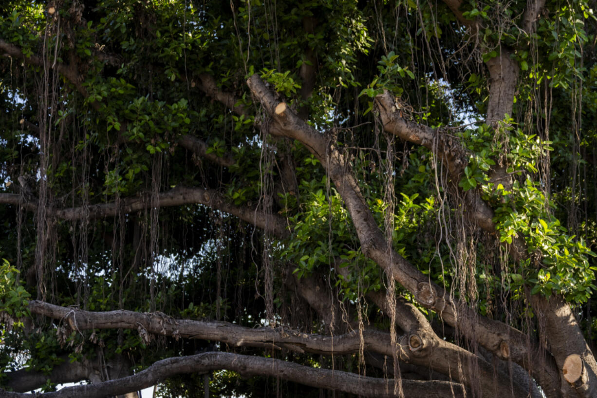 New growth is seen on the historic banyan tree on July 6, 2024, in Lahaina, Hawaii. When a deadly wildfire tore through Lahaina on Maui last August, the wall of flames threatened the 150-year-old banyan tree along the historic town&rsquo;s Front Street. But the sprawling tree survived the blaze, and thanks to the efforts of arborists and dedicated volunteers, parts of it are growing in a sign of resilient life.