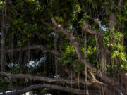 New growth is seen on the historic banyan tree on July 6, 2024, in Lahaina, Hawaii. When a deadly wildfire tore through Lahaina on Maui last August, the wall of flames threatened the 150-year-old banyan tree along the historic town&rsquo;s Front Street. But the sprawling tree survived the blaze, and thanks to the efforts of arborists and dedicated volunteers, parts of it are growing in a sign of resilient life.