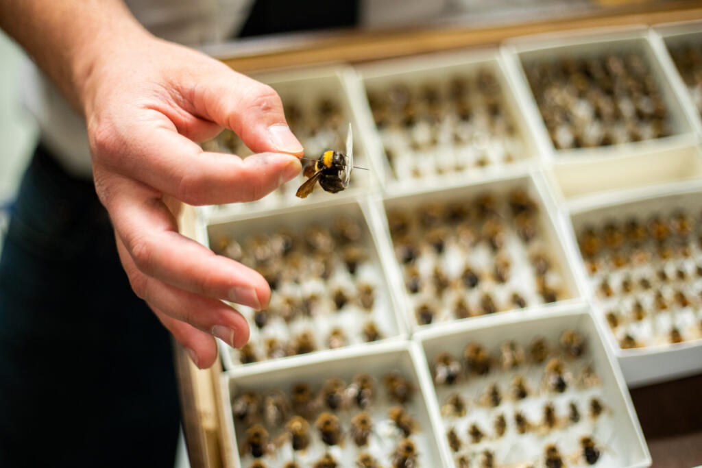 In a museum drawer, specimens are organized in unit trays.