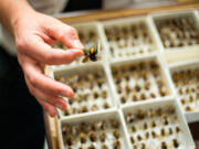 In a museum drawer, specimens are organized in unit trays.