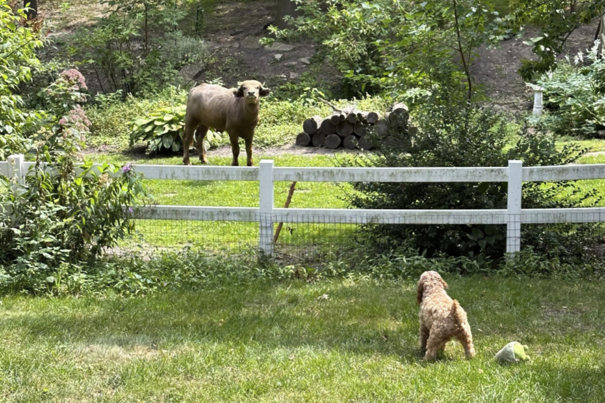 Two-year-old cockapoo Annie eyes an an escaped water buffalo on the lam from police Saturday, Aug. 24, 2024, in the Des Moines suburb of Pleasant Hill, Iowa.