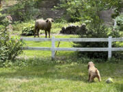 Two-year-old cockapoo Annie eyes an an escaped water buffalo on the lam from police Saturday, Aug. 24, 2024, in the Des Moines suburb of Pleasant Hill, Iowa.