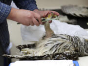 FILE - Wildlife technician Jordan Hazan records data from a male barred owl he shot earlier in the night, Oct. 24, 2018, inside a lab in Corvallis, Ore. (AP Photo/Ted S.