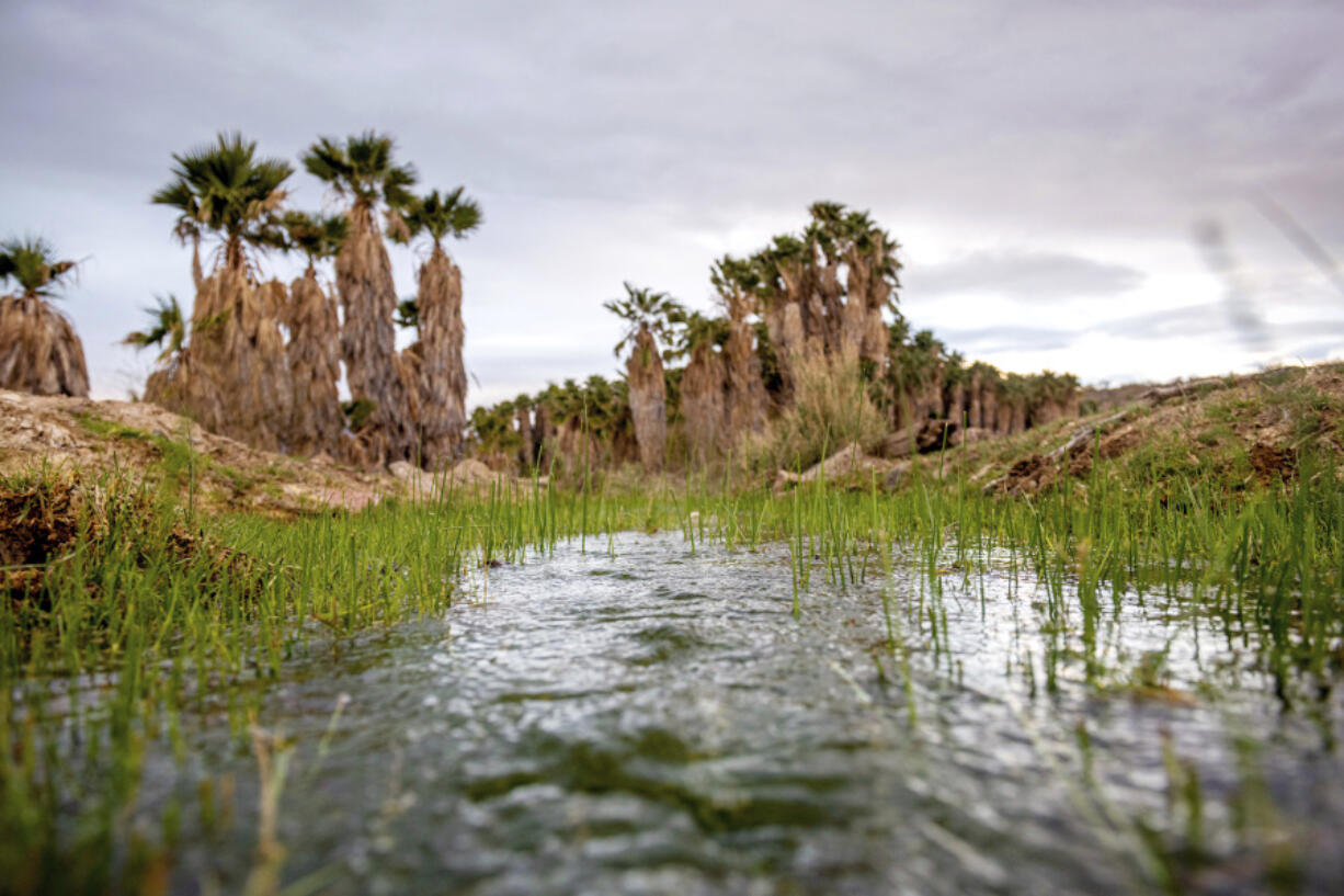 This photo provided by the environmental group Earthjustice shows Ha&rsquo;Kamwe&rsquo;, a sacred spring near Wikieup, Ariz., March 5, 2022.