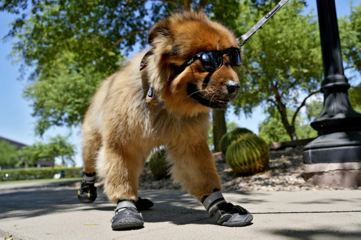 &ldquo;Teddy&rdquo; a 7-year-old chow mix, wears his sunglasses and paw booties on a walk at a park, Monday, July 15, 2024, in Phoenix. As sweltering temperatures drag on around the U.S., it&rsquo;s not just people who need help with the dog days of summer. Pet owners have to consider how to both shield and cool down furry family members as intense &mdash; and at times deadly &mdash; heat waves become more common occurrences.