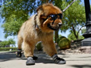 &ldquo;Teddy&rdquo; a 7-year-old chow mix, wears his sunglasses and paw booties on a walk at a park, Monday, July 15, 2024, in Phoenix. As sweltering temperatures drag on around the U.S., it&rsquo;s not just people who need help with the dog days of summer. Pet owners have to consider how to both shield and cool down furry family members as intense &mdash; and at times deadly &mdash; heat waves become more common occurrences.