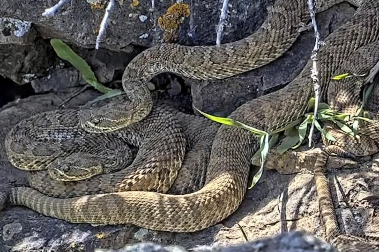 FILE - This undated image made from a video provided by Project RattleCam shows a &ldquo;mega den&rdquo; of rattlesnakes in a remote location in northern Colorado.