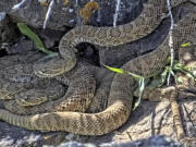 FILE - This undated image made from a video provided by Project RattleCam shows a &ldquo;mega den&rdquo; of rattlesnakes in a remote location in northern Colorado.