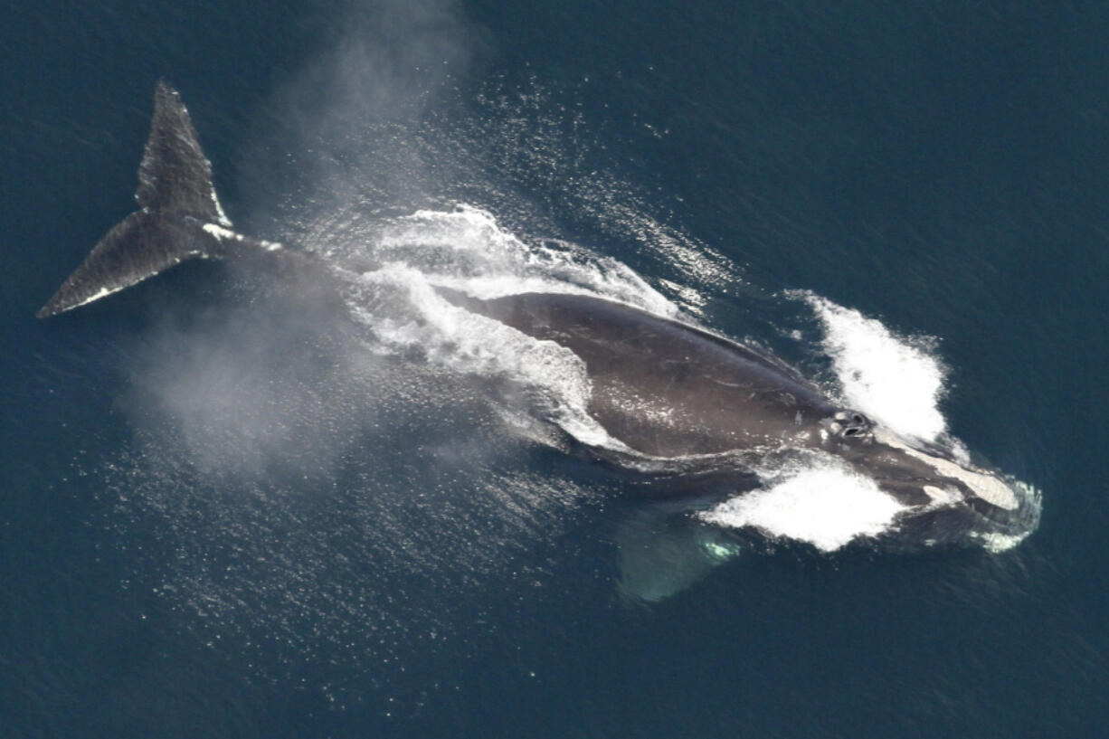 FILE - This image provided by NOAA, shows a North Atlantic right whale in the waters off New England, May 25, 2024.