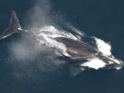 FILE - This image provided by NOAA, shows a North Atlantic right whale in the waters off New England, May 25, 2024.