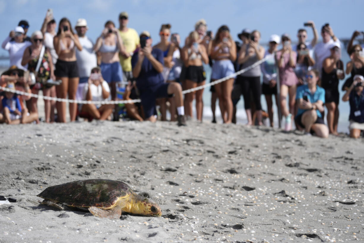 Willow, a subadult loggerhead sea turtle, makes her way past a crowd of onlookers, back into the ocean after being treated at the Loggerhead Marinelife Center, Wednesday, Aug. 21, 2024, in Juno Beach, Fla.