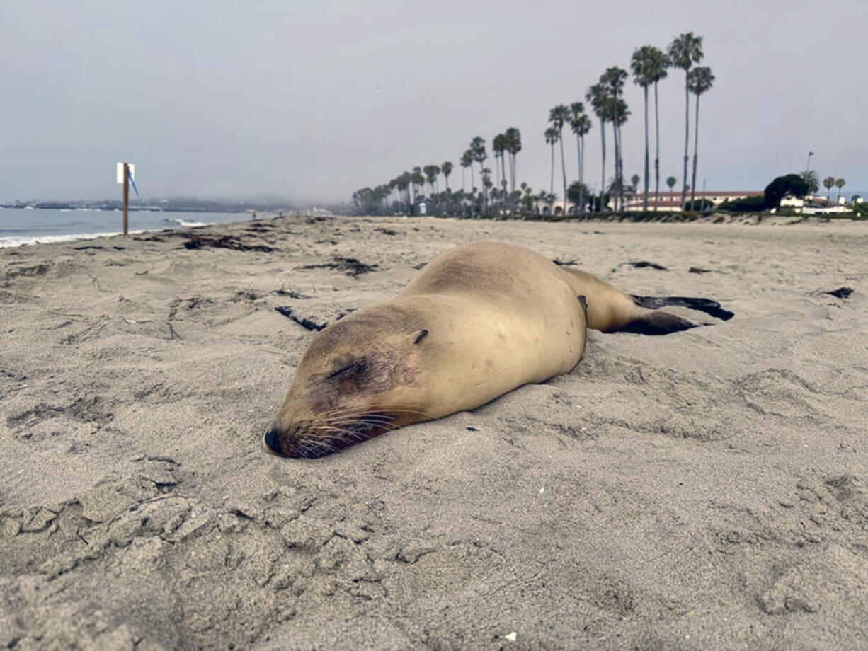 This undated photo provided by the Channel Islands Marine &amp; Wildlife Institute (CIMWI) shows a sick Sea Lion on East Beach in Santa Barbara off the California coast on Tuesday, July 30, 2024.