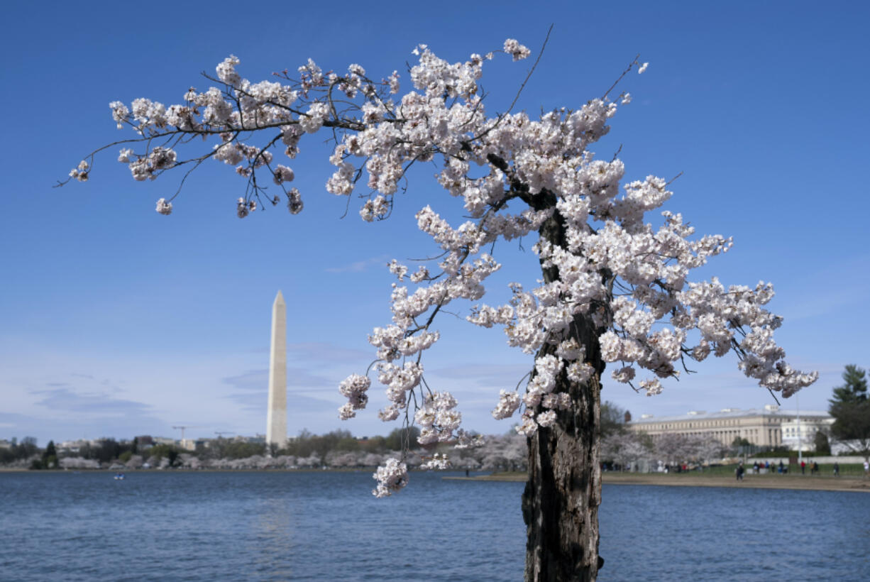 FILE - The Washington Monument is visible behind a cherry tree affectionally nicknamed &lsquo;Stumpy&rsquo;, Tuesday, March 19, 2024 in Washington. The stunted and gnarled cherry tree that became an unlikely social media celebrity was cut down earlier this year, along with more than 100 other trees, to make way for a massive repair protect on the crumbling seawall protecting the Tidal Basin. But as construction on the seawall begins in earnest, horticulturists at the National Arboretum have successfully cloned Stumpy in a tree-mendous story of survival.