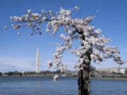 FILE - The Washington Monument is visible behind a cherry tree affectionally nicknamed &lsquo;Stumpy&rsquo;, Tuesday, March 19, 2024 in Washington. The stunted and gnarled cherry tree that became an unlikely social media celebrity was cut down earlier this year, along with more than 100 other trees, to make way for a massive repair protect on the crumbling seawall protecting the Tidal Basin. But as construction on the seawall begins in earnest, horticulturists at the National Arboretum have successfully cloned Stumpy in a tree-mendous story of survival.