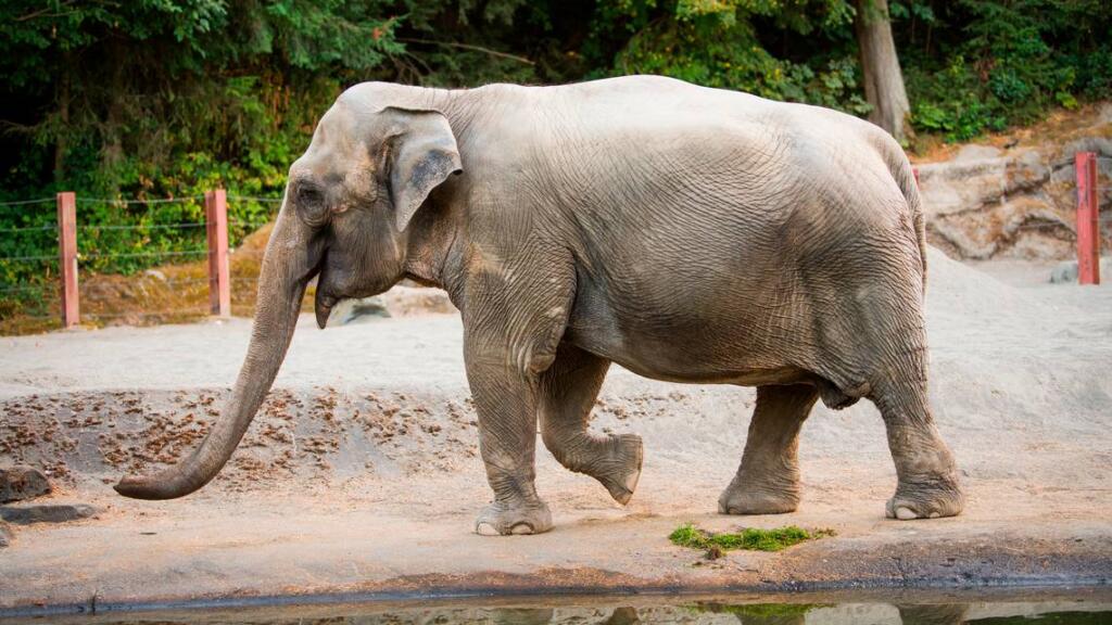 Suki spent nearly 30 years at Point Defiance Zoo & Aquarium.