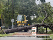 City workers prepare to haul and cut a tree that fell down near the intersection of Woodward Avenue and Dartmouth Avenue, Monday morning, Aug. 5, 2024, in Oldsmar Fla., as Hurricane Debby passed the Tampa Bay area offshore.