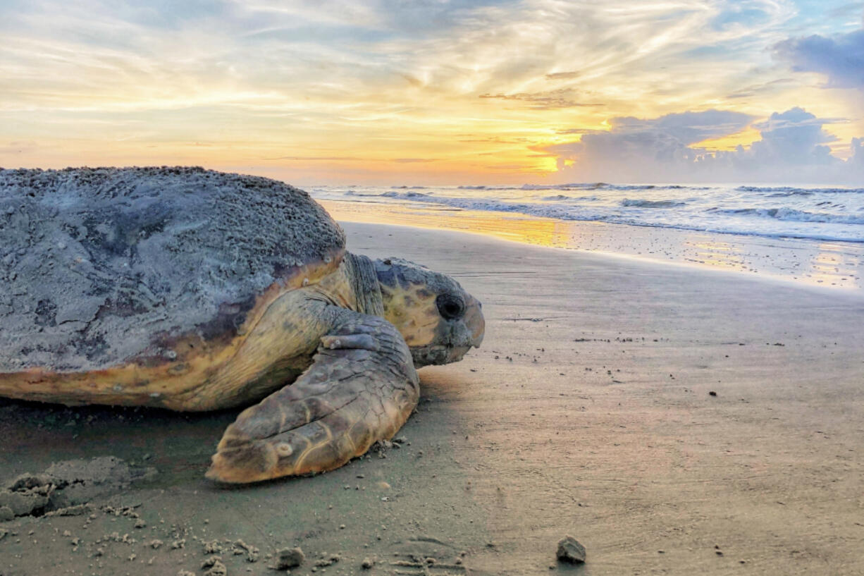 A loggerhead sea turtle returning to the ocean after nesting on Ossabaw Island, Ga., in June 2019.