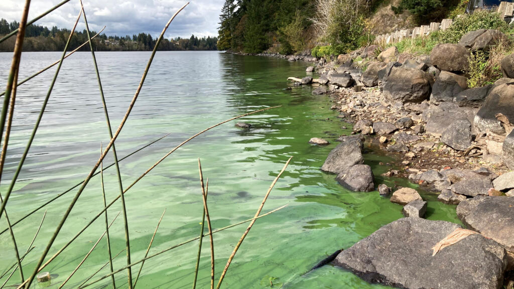 Blue-green algae can pose a significant health risk if cyanobacteria or toxins are ingested, inhaled or come into contact with skin.