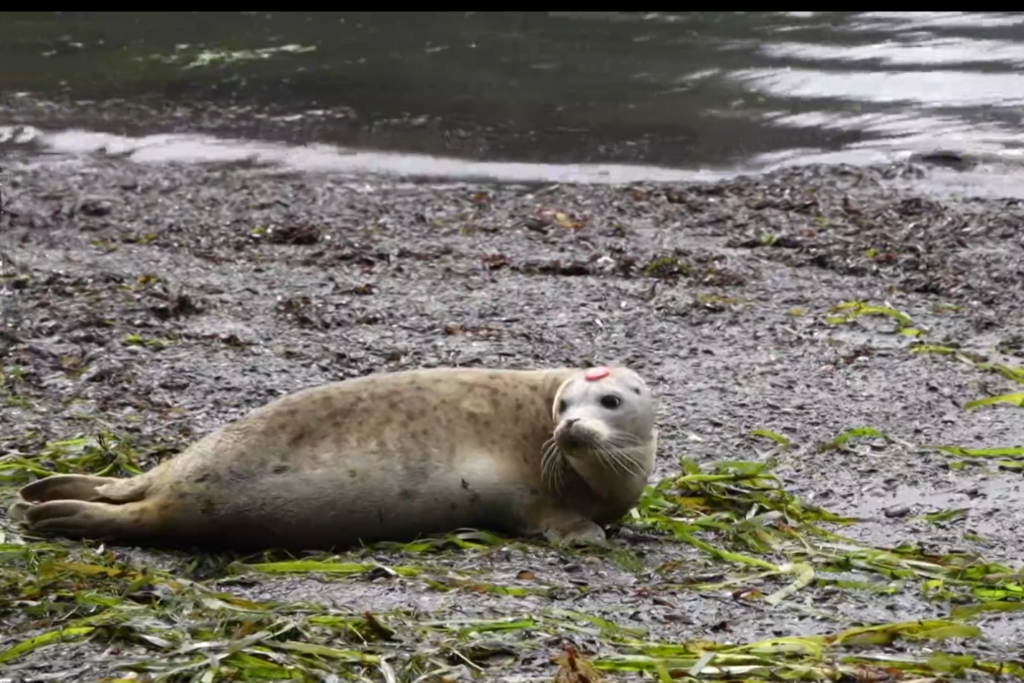 SR3, a Pacific Northwest marine wildlife rehabilitation center, released a 3-month-old harbor seal pup back to the wild at Larrabee State Park in Whatcom County on Aug. 23, 2024. The pup was abandoned earlier this summer at a beach in Point Roberts, likely due to interference with the pup by members of the public. SR3 cared for the pup until it was healthy enough to be released into its natural habitat.