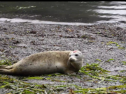 SR3, a Pacific Northwest marine wildlife rehabilitation center, released a 3-month-old harbor seal pup back to the wild at Larrabee State Park in Whatcom County on Aug. 23, 2024. The pup was abandoned earlier this summer at a beach in Point Roberts, likely due to interference with the pup by members of the public. SR3 cared for the pup until it was healthy enough to be released into its natural habitat.