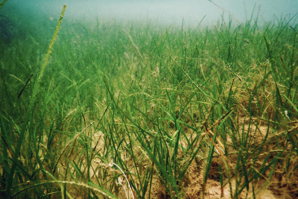 Eelgrass (iStock.com)