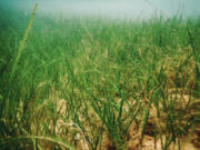 Eelgrass (iStock.com)